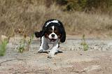 CAVALIER KING CHARLES 043